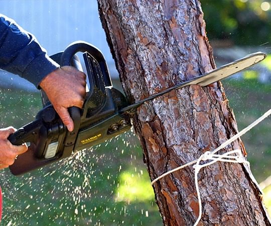 Спил деревьев в Усолье-Сибирском и  Иркутской области